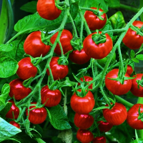 Tomate 'Gardener's Delight', 20 Samen